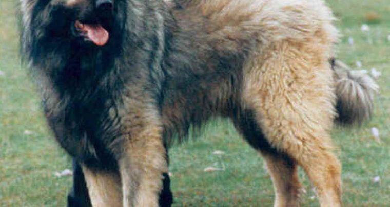 Schmidt razmišlja o 'Bonskim ovlastima', Željko Komšić provodi bošnjačke (bosanske)