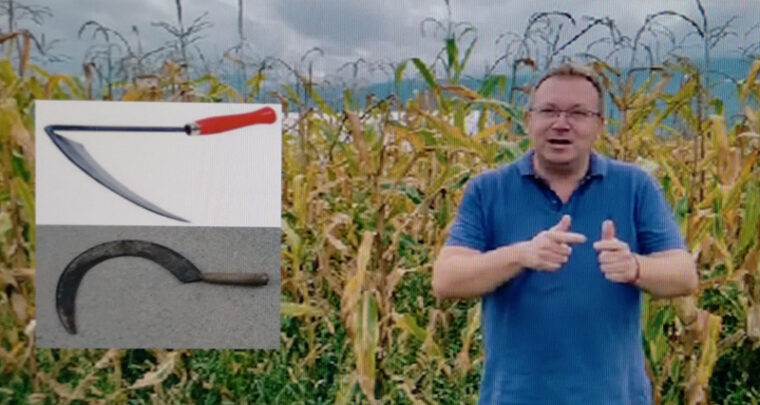 Žrtve kukuruzišta