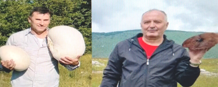 Da li se pečurke love ili beru?