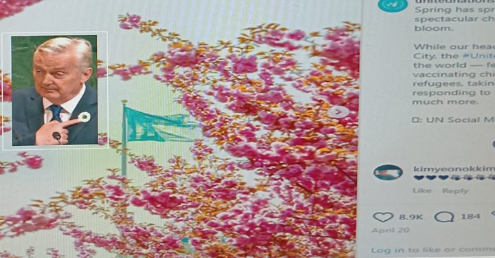 'Zlaja' među japanskim trešnjama, Bosancima kusur u šljivama