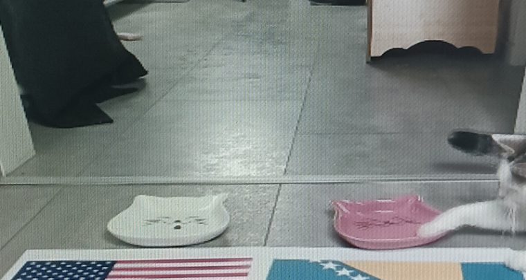 Vidovita mačka 'Vračara' naljutila ljubitelje ljiljana